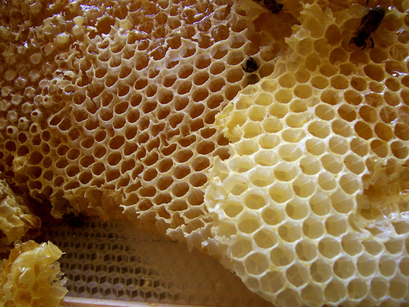 Close-up of a wooden beehive frame filled with capped honeycomb.